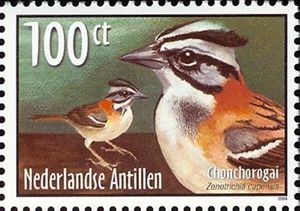 Rufous-collared Sparrow (Zonotrichia capensis)